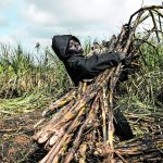 Black, small-scale sugarcane growers hit by Tongaat Hulett woes get R176m lifeline