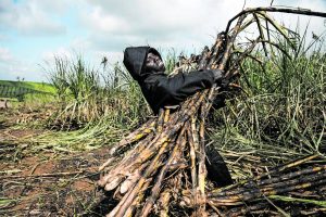 Black, small-scale sugarcane growers hit by Tongaat Hulett woes get R176m lifeline