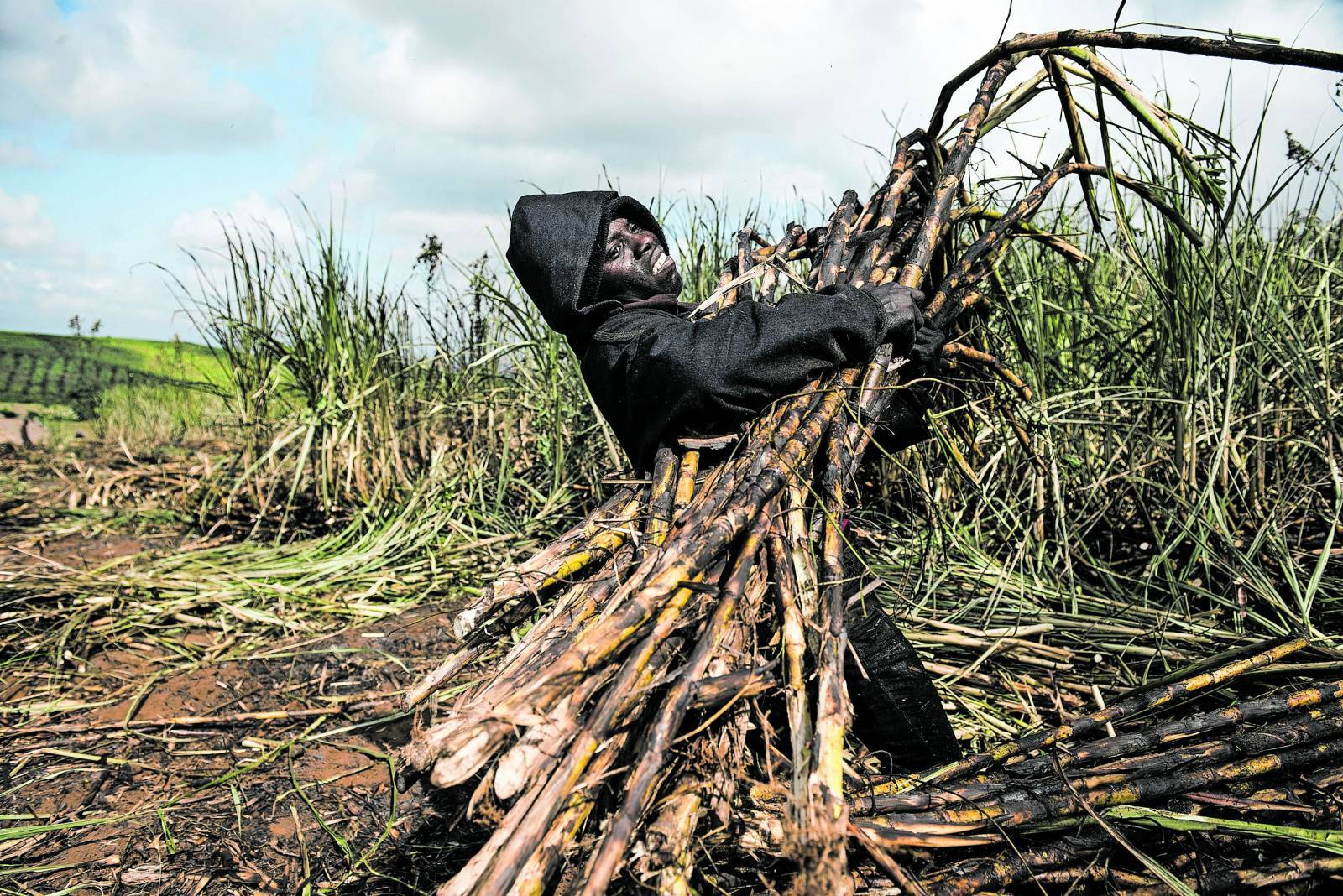 Black, small-scale sugarcane growers hit by Tongaat Hulett woes get R176m lifeline