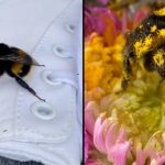 Woman nurses one-winged bumblebee back to full health after taking it to her home