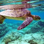 Study reveals turtles’ millennia-old food affair with North African seagrass