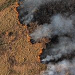 Voluntary deforestation carbon credits failing, says study