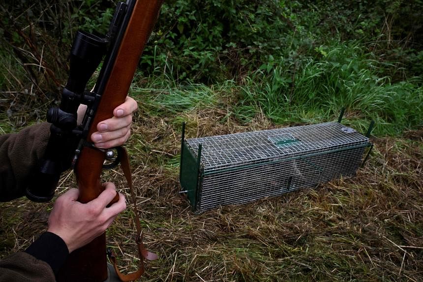 Belgium struggles with spread of ‘invasive’ raccoons