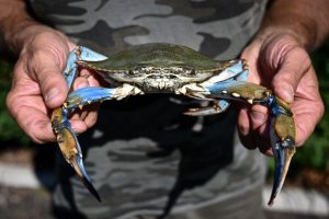 Why Italy is spending €2.9 million on fighting a blue crab ‘invasion’