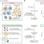 Methodological concerns and lack of evidence for single-synapse RNA-seq