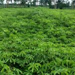 Bangladesh ‘Village of Herbs’ profits from planting rather than cutting trees