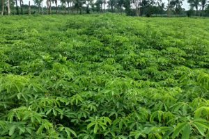 Bangladesh ‘Village of Herbs’ profits from planting rather than cutting trees