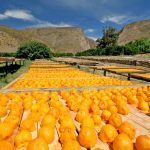 South Africa: ‘Erroneous’ EU Citrus Grading Puts 70,000 Jobs, U.S.$800 Million Revenue at Risk