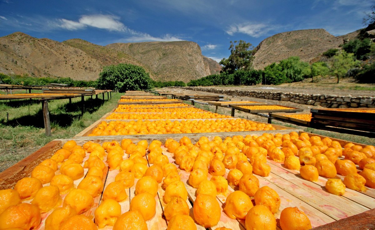 South Africa: ‘Erroneous’ EU Citrus Grading Puts 70,000 Jobs, U.S.$800 Million Revenue at Risk