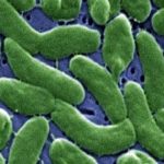 US health agency issues advisory for life-threatening, flesh-eating bacteria