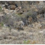 Can you spot lion blending in with landscape, staring at tourists?