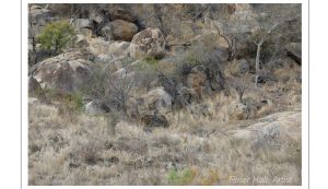 Can you spot lion blending in with landscape, staring at tourists?