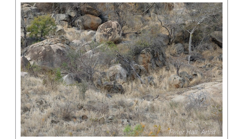 Can you spot lion blending in with landscape, staring at tourists?