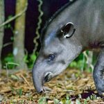 Suriname’s tapirs: Conservation in the face of hunting and other threats