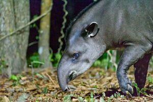 Suriname’s tapirs: Conservation in the face of hunting and other threats