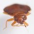 France grapples with bed bug infestation as authorities warn of health problem before Olympics