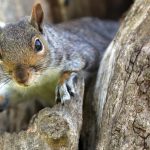 Squirrel kebabs on London menu