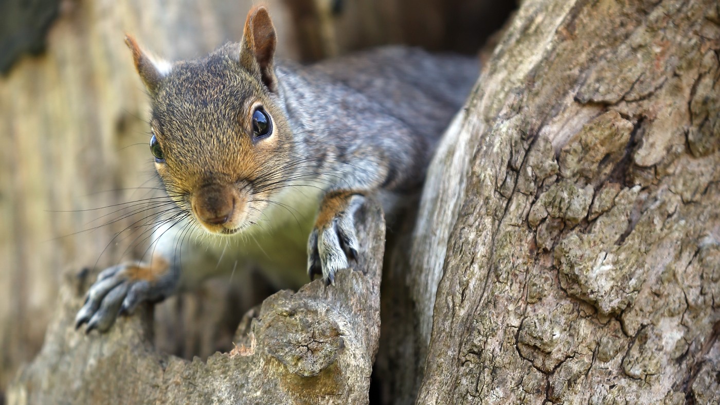 Squirrel kebabs on London menu