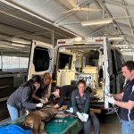 Equine ER ambulance to revolutionise health care for million-dollar racehorse foals