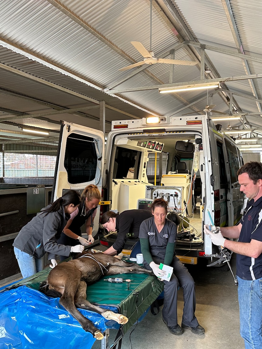 Equine ER ambulance to revolutionise health care for million-dollar racehorse foals