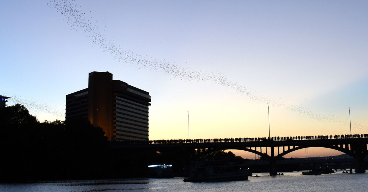 The Austin Bats