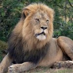 Extinction stalks Africa’s lions