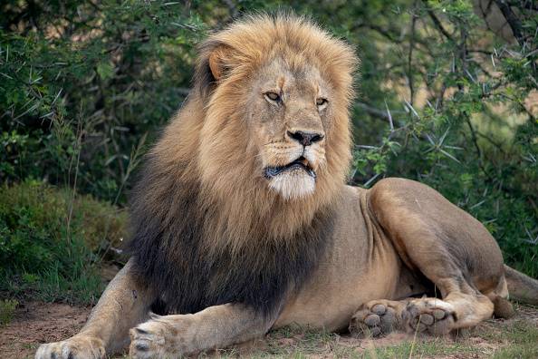 Extinction stalks Africa’s lions