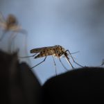 Dengue’s Spread in Europe Could Spur Vaccine Development