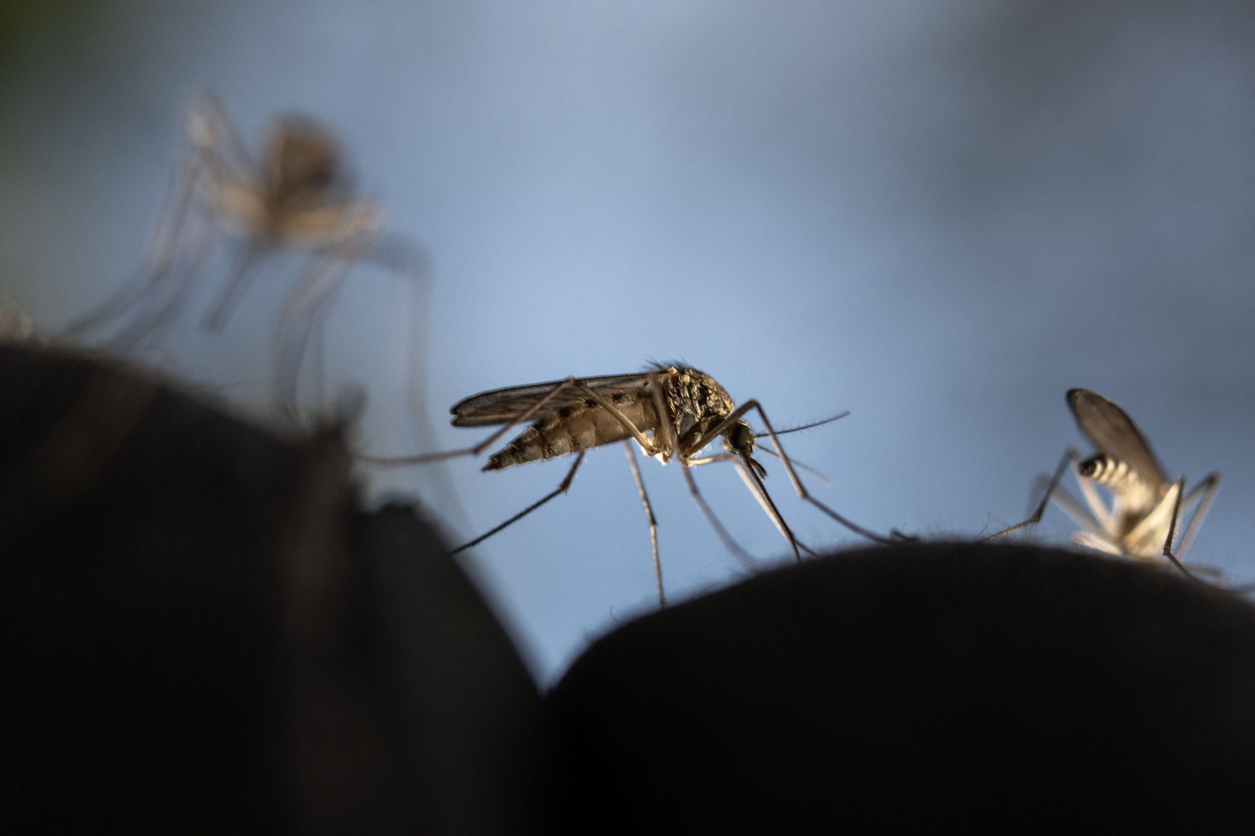 Dengue’s Spread in Europe Could Spur Vaccine Development