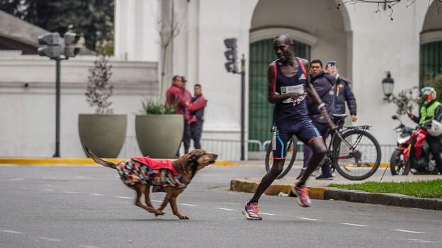 Dog blamed for denying Kenyan marathon victory