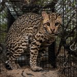 Ocelots once roamed the U.S. Can we bring them back?