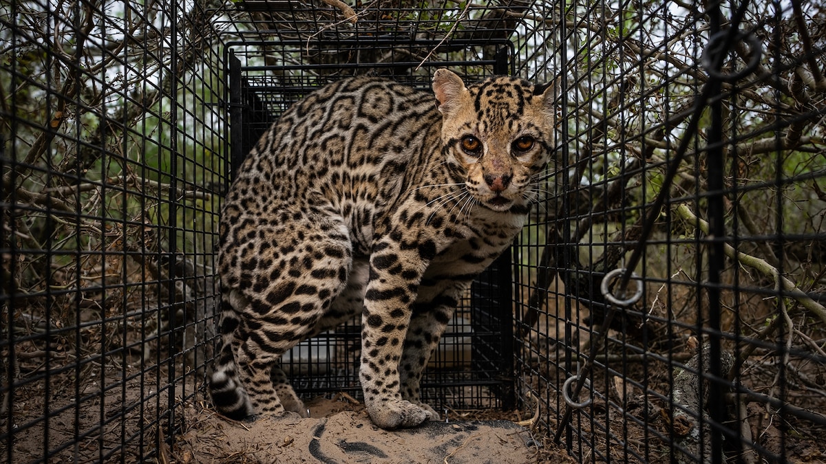 Ocelots once roamed the U.S. Can we bring them back?