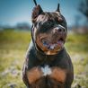 History of American XL bully