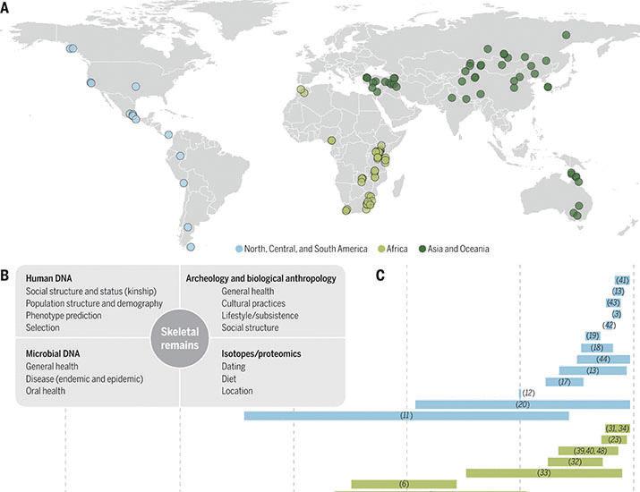 Going local with ancient DNA: A review of human histories from regional perspectives | Science