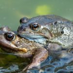 These female frogs fake their own deaths to get out of sex