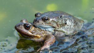 These female frogs fake their own deaths to get out of sex