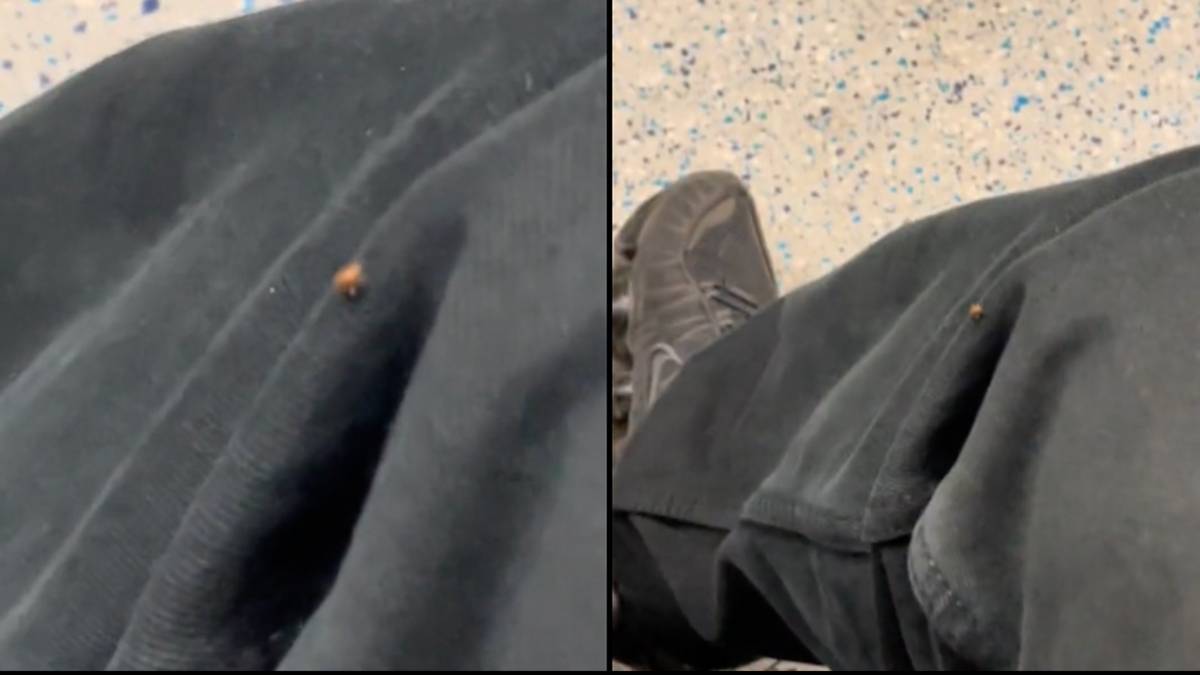 Warning as bed bugs spotted crawling on Brit’s leg on public transport