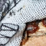 Two North African countries introduce measures to limit risk of bedbug infestation