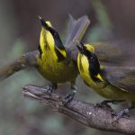 Can Genetic Rescue Save This Critically Endangered Songbird?