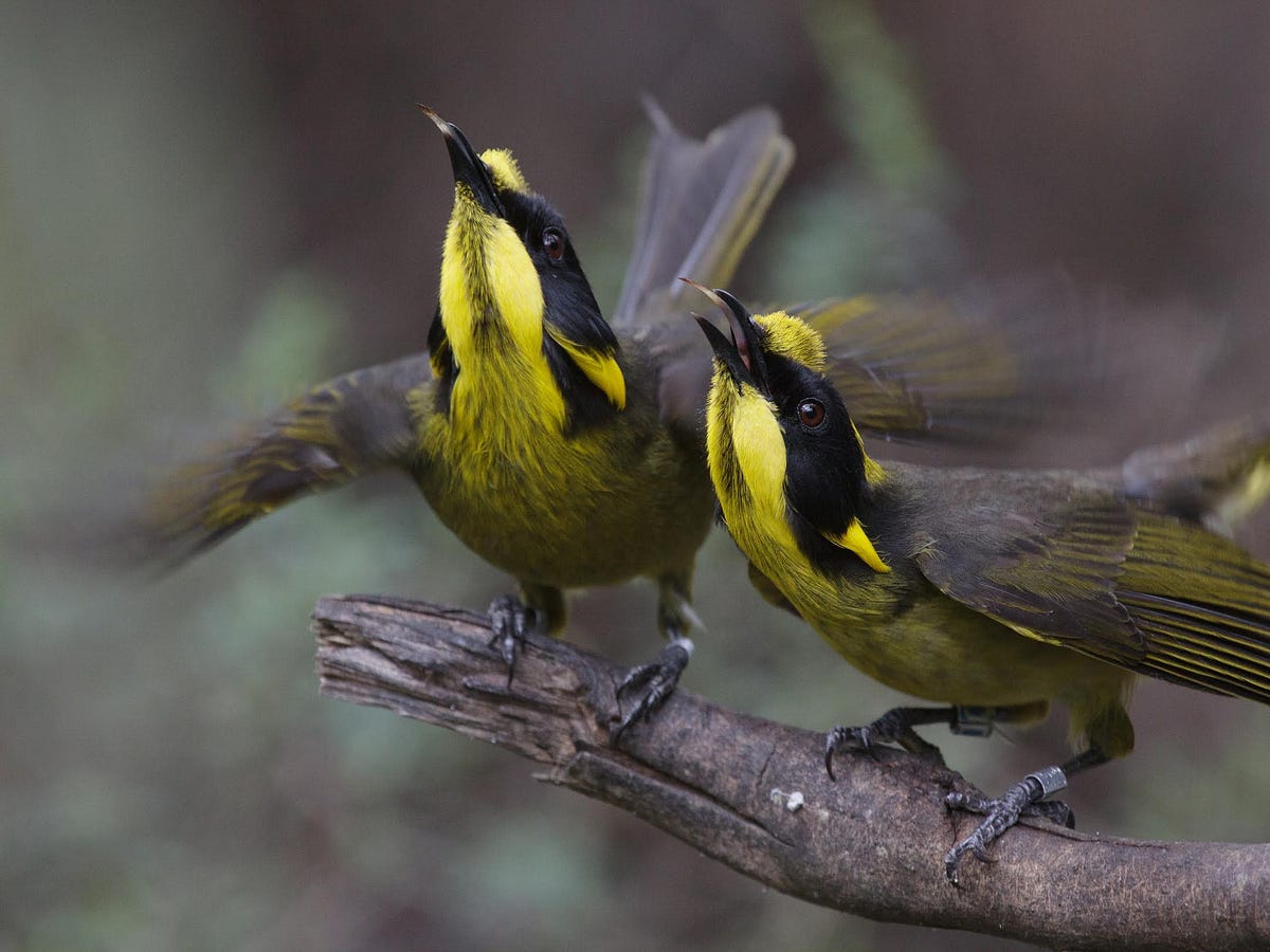 Can Genetic Rescue Save This Critically Endangered Songbird?