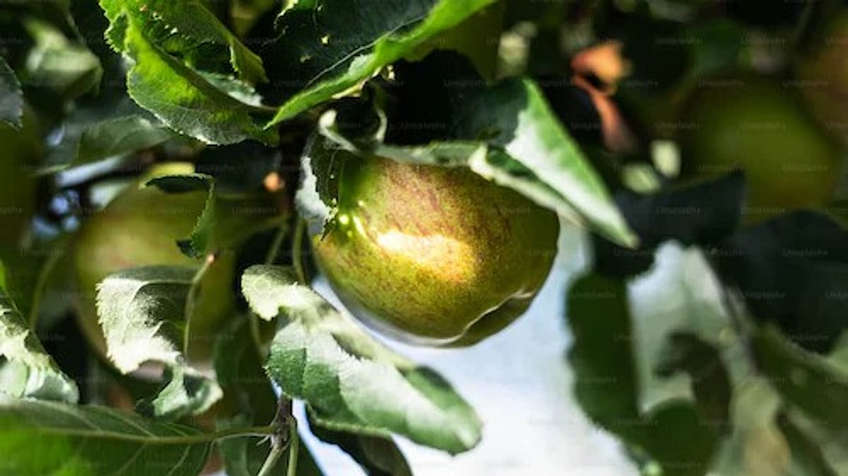 6 Indian apple varieties & its health benefits