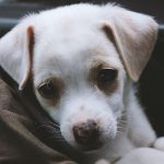 Can dogs die from fleas?