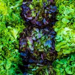 Which leafy greens are healthiest—and which might make you sick?