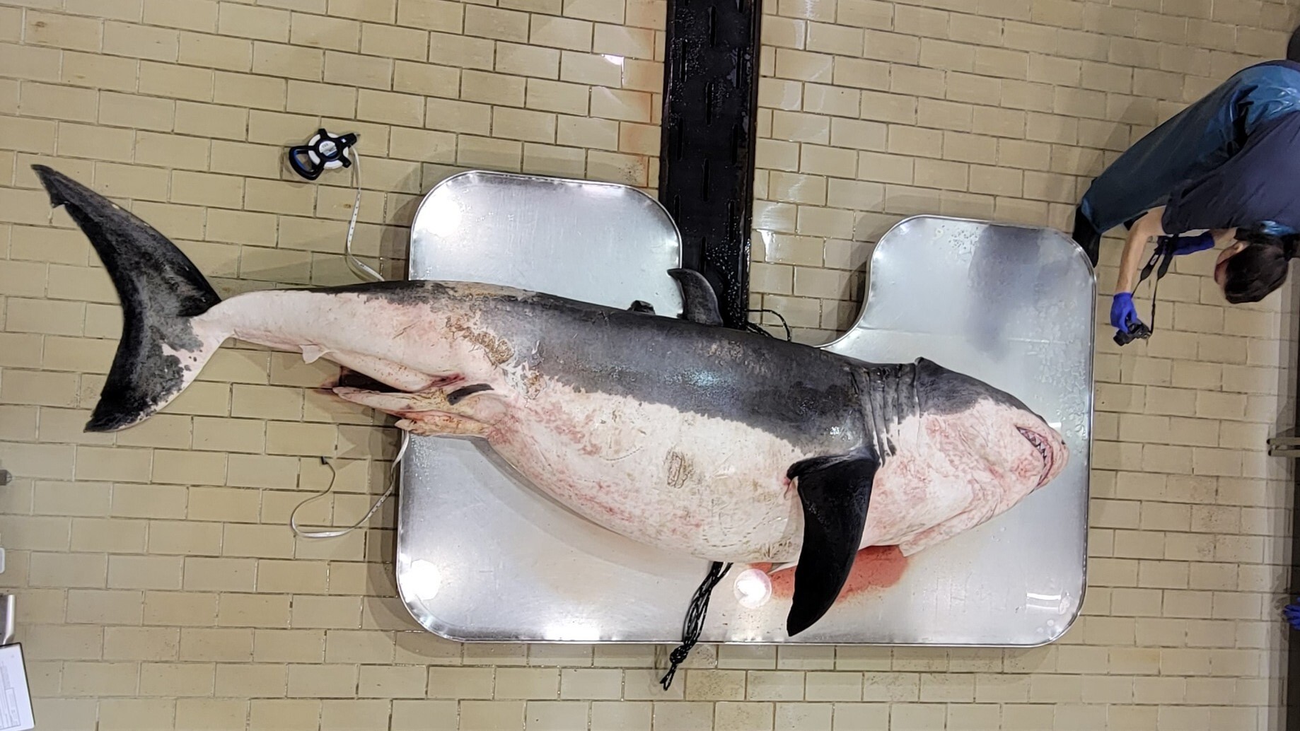 Big, healthy great white shark washes up dead on Canada beach in latest of string of mystery strandings