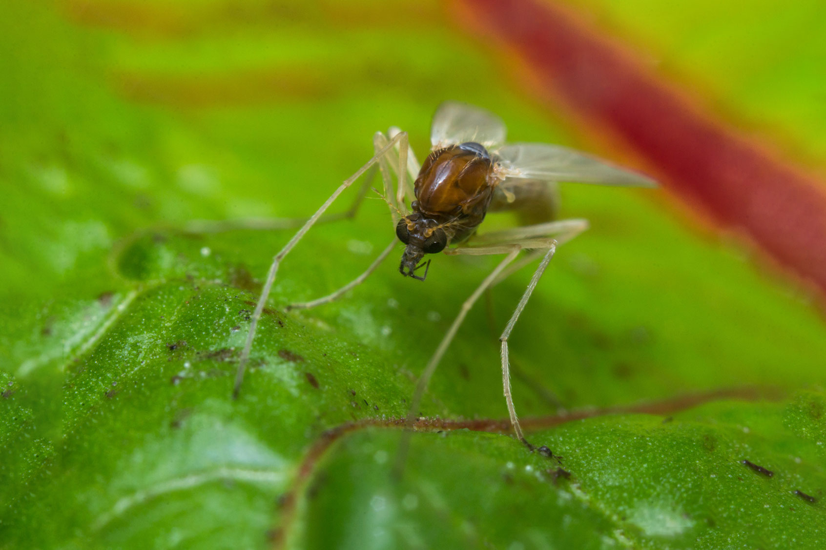 Health officials say a flesh-eating parasite is now endemic in Texas. Here’s what that means