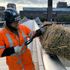 Why a bale of straw is hanging from a bridge in London