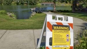 Warning advisory for Lacamas Lake due to harmful algae