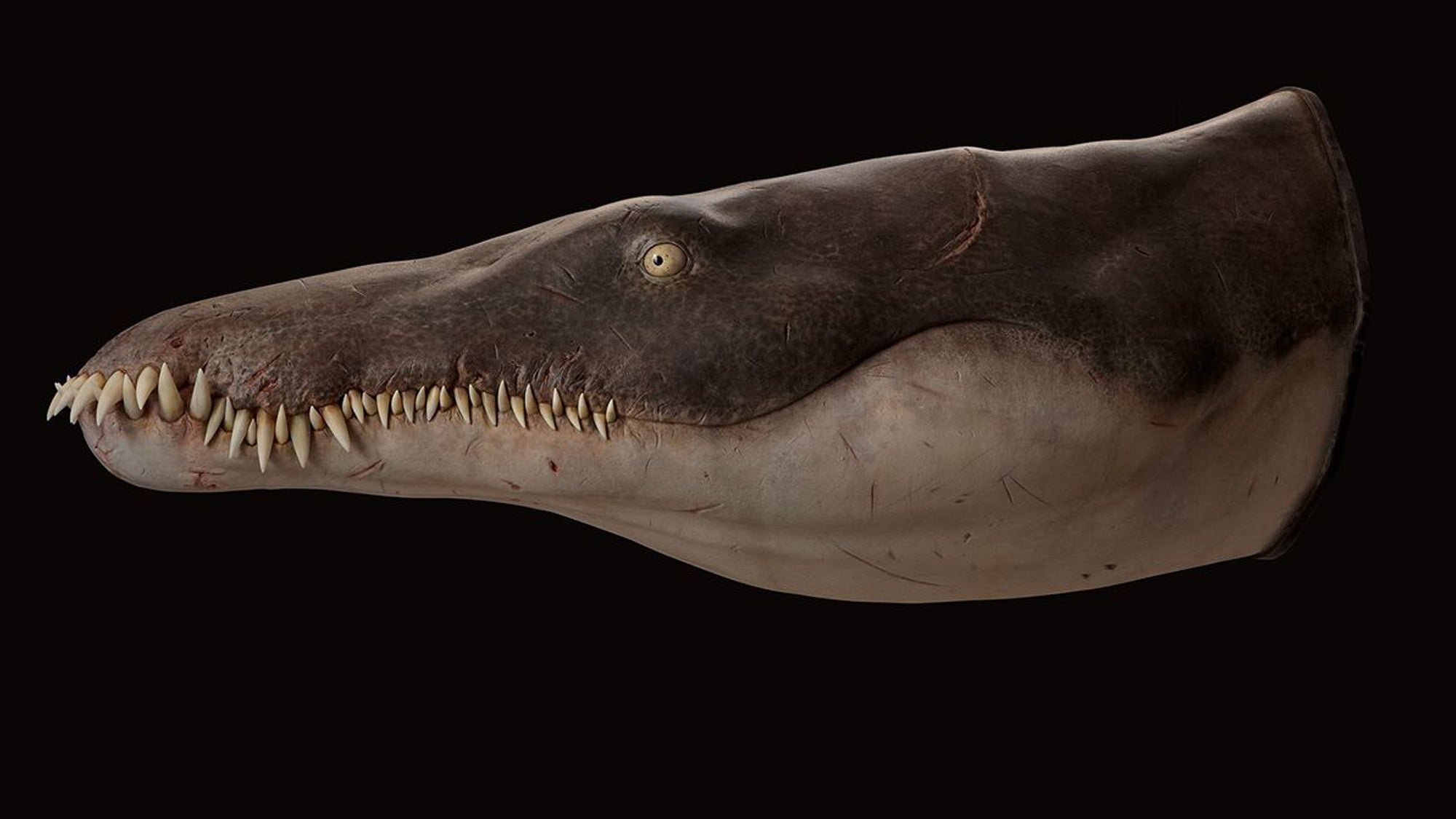 This Jurassic-era ‘sea murderer’ was among the first of its kind