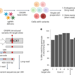 Direct measurement of engineered cancer mutations and their transcriptional phenotypes in single cells