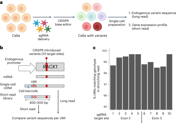 Direct measurement of engineered cancer mutations and their transcriptional phenotypes in single cells